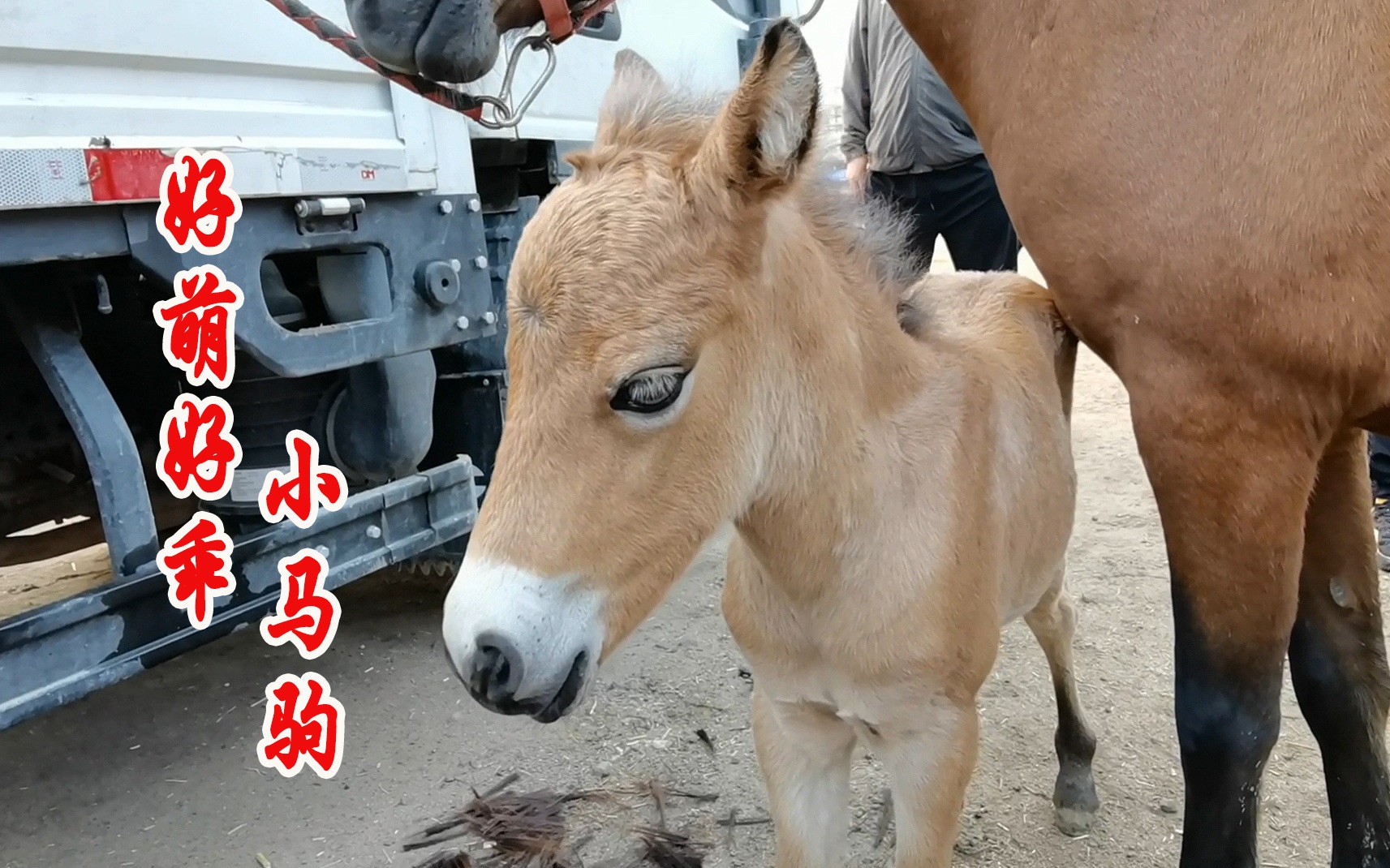 为什么小马出生后1-2个月，就该修蹄了 - 知乎