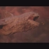 科幻短片《利维坦》The Leviathan 未来世界人类星际捕猎