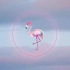 【绮礼Xkarito】Flamingo -【两只很丧尸的鸟】