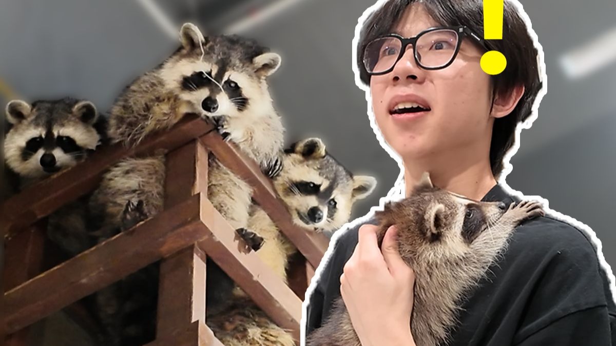 百万up主养什么宠-蒂姆嘟嘟篇