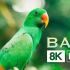 巴厘岛风光 挑战画质 视觉享受 屏幕测试 Bali 8K