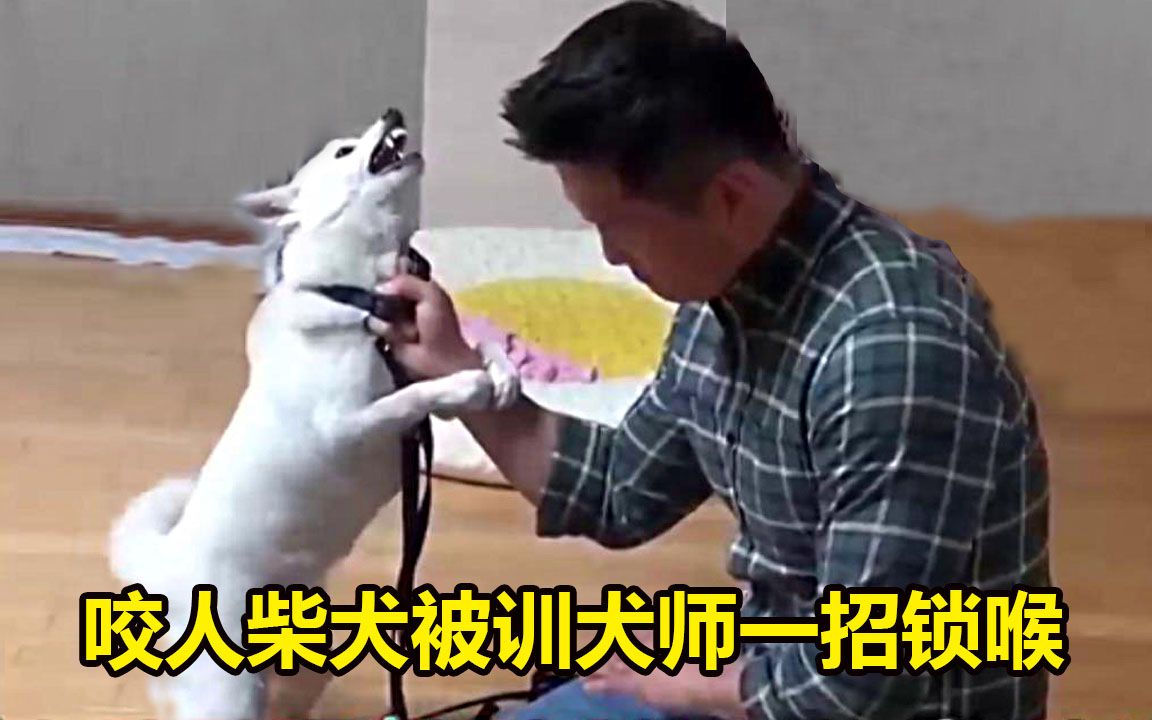 柴犬一言不合就撕咬主人,被训犬师一招锁喉,连主人都觉得解气