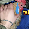 摸鸡鸡，谁能拒绝一只给人白嫖的小鸡呢