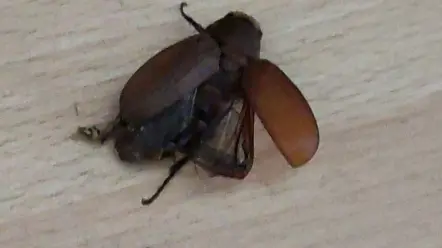 油虫扑火,死得其所