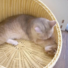 猫妈妈太稀罕这个小玩意了，没事就是一顿舔
