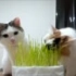 [猫片]看猫咪吃猫草