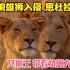 流浪雄狮入侵恩杜拉狮群1/2 女狮王曼雅丽 带着幼崽大逃亡！