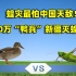 2000年，浙江10万“鸭兵”去新疆灭蝗虫，蝗灾能靠“吃”解决吗？