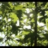 高清视频素材：实拍晴天树木与阳光嬉戏，温暖的画面（带音乐）