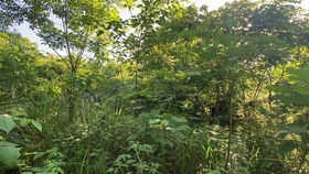 827d6a0754de479d9efa7a6b0b6bdf2d8c734c7a.jpg@280w_158h_1c_100q.jpg