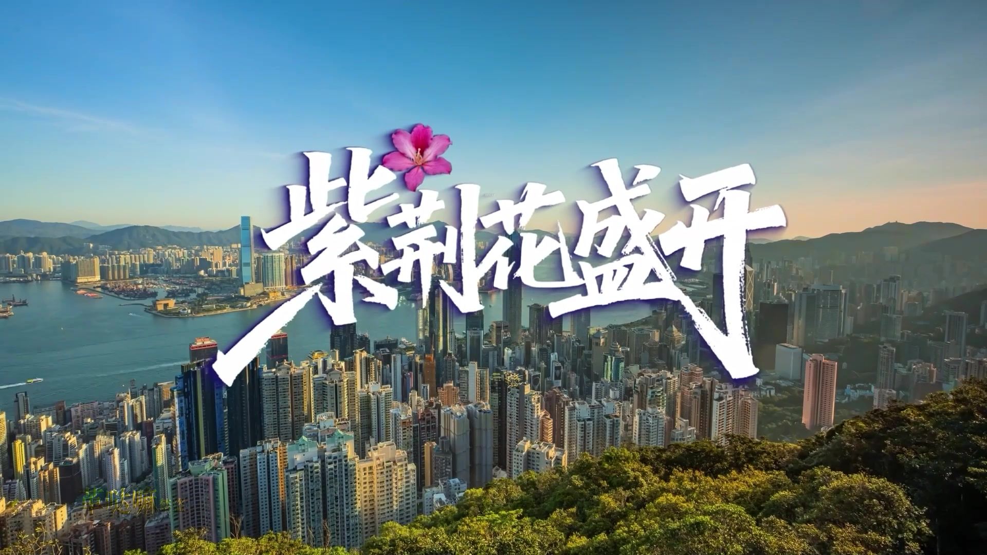 《紫荆花盛开》自制歌曲MV演唱伴奏合唱表演LED超清背景视频