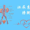 系统解剖学-泌尿系统-膀胱