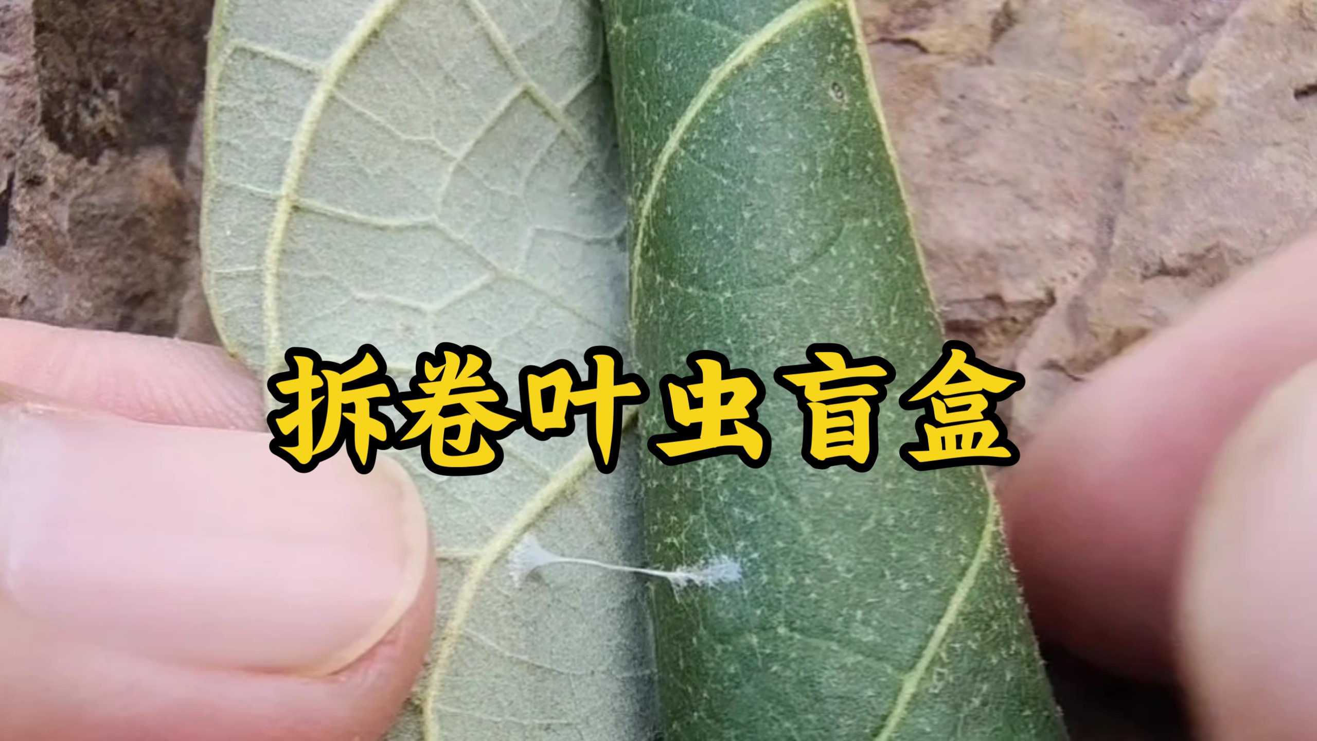 【卷叶虫盲盒】不同的树叶里是否有不同的卷叶虫？