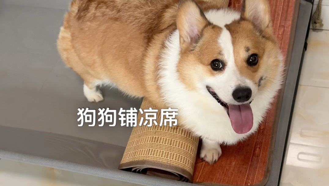 测试一下柯基的学习能力