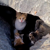 石头下面发现一窝流浪猫，一只猫妈妈和6只幼崽