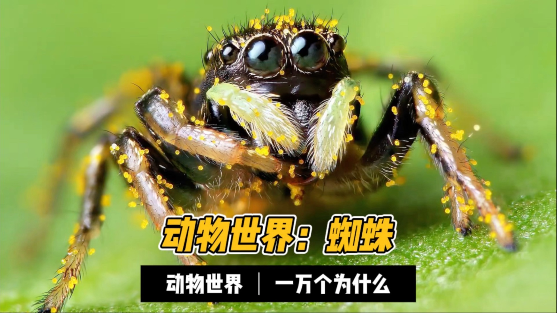 每天认识一种小动物：蜘蛛