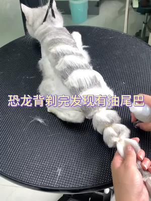 猫的油尾巴可以不用剃光。