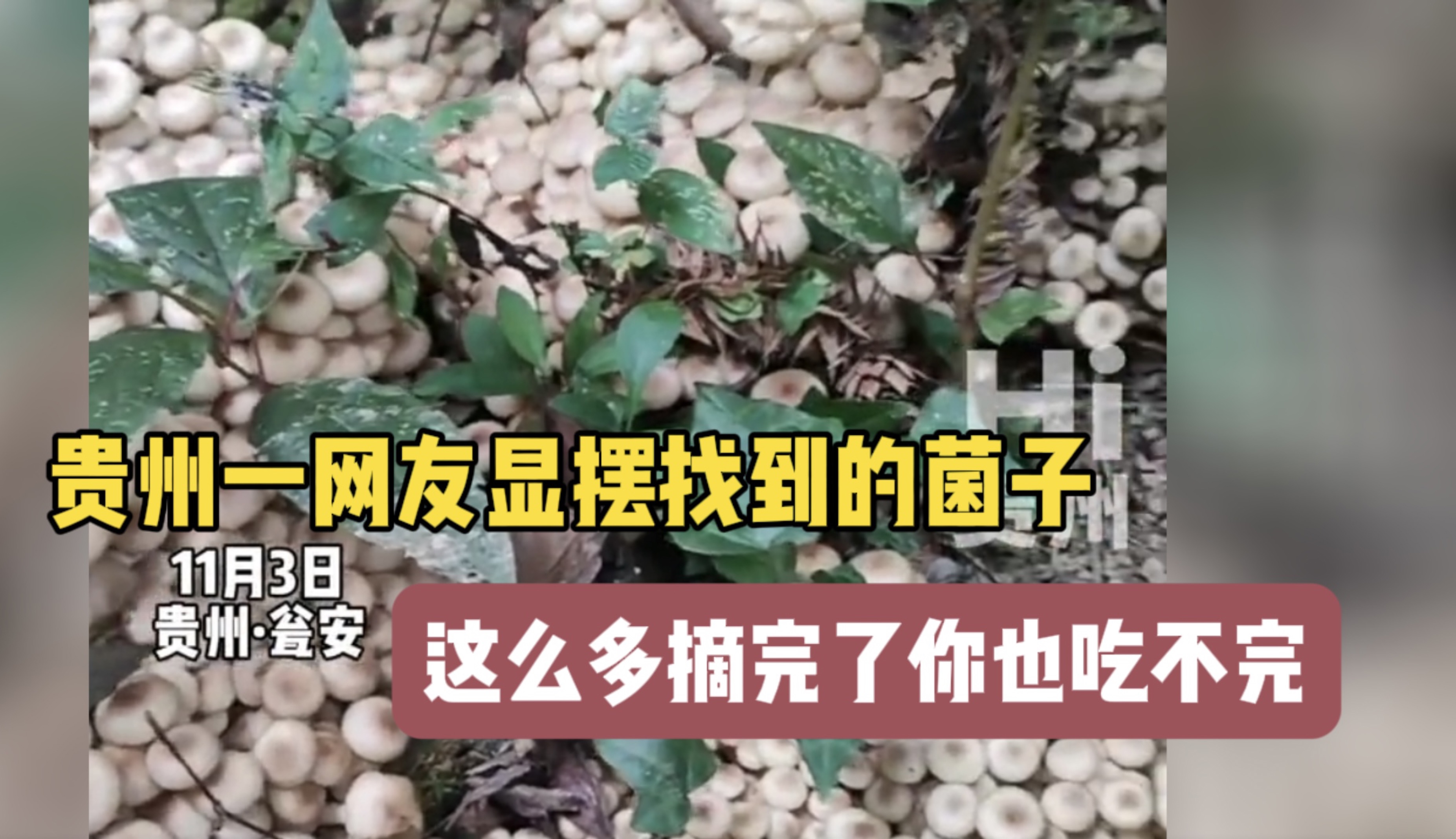 贵州一网友显摆找到的菌子，这么多摘完了你也吃不完！！！