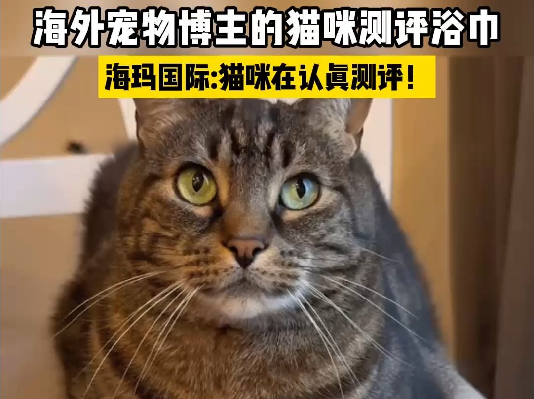 海外宠物博主的猫咪来测评浴巾！
