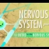 【10分钟速成课：解剖与生理】第8集 - 神经系统 part 1 神经系统简介