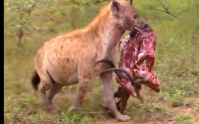 斑鬣狗啃食整颗羚羊脑袋2018.2.15