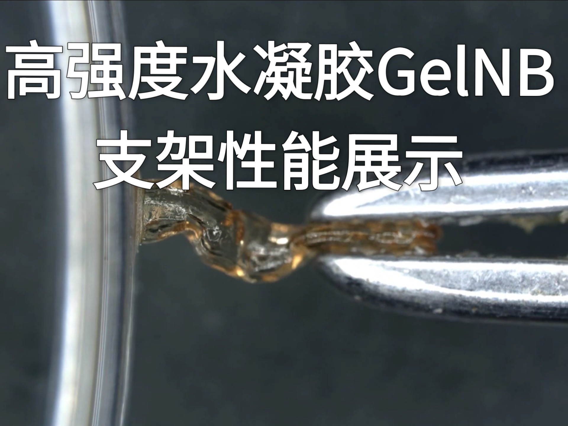 高强度水凝胶GelNB支架性能展示