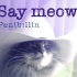 【英伦版】学猫叫「say meow again」