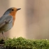 空镜头视频 鸟类动物小鸟 素材分享