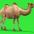 绿幕抠像奔跑的骆驼