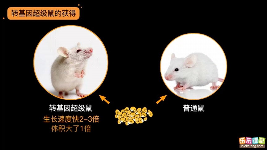 转基因鼠的实验
