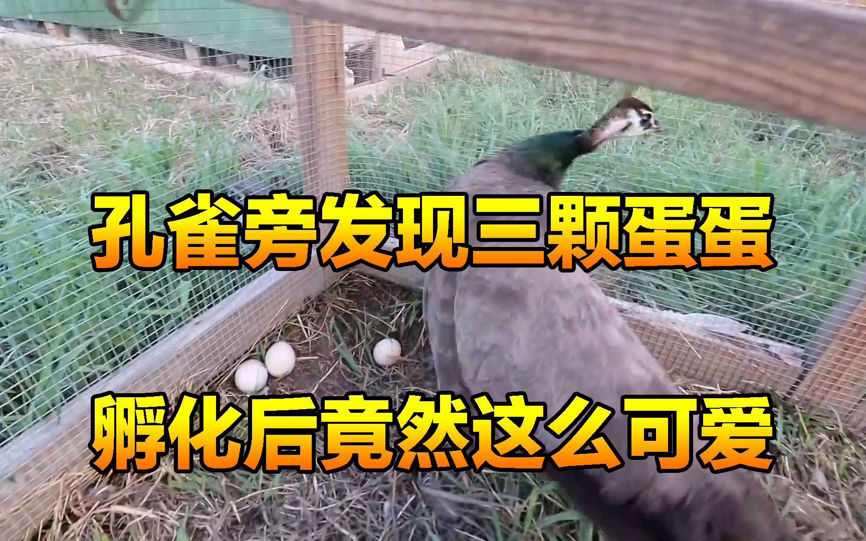 男子发现孔雀旁多出了三颗蛋蛋，没想到他脑洞大开，竟然用鸡孵化