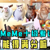 猫meme十级考试