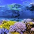 【B站最高画质】讲述因全球变暖而导致珊瑚大面积毁减，进一步验证了岌岌可危的环境威胁【纪录片】