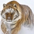 模特东北虎在雪地里优雅的奔跑姿势