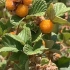 野生黄刺莓的养生保健功效
