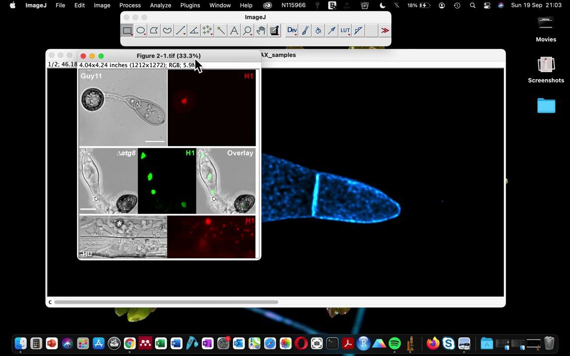How to change microscope image colour in ImageJ_ change video colour_哔哩