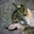 西班牙纪录片《人与自然》67 狼——社会性捕食者 | 自制中字