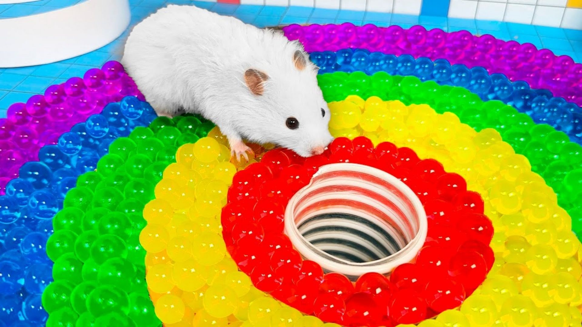 小仓鼠大冒险：挑战彩虹海洋球池陷阱，炫丽斑斓的色彩能迷惑仓鼠？