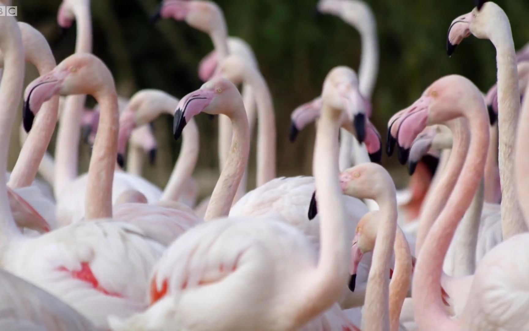 火烈鸟Flamingos Display Best Moves  Animals In Love  BBC哔哩哔哩bilibili