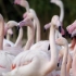 火烈鸟Flamingos Display Best Moves - Animals In Love - BBC