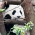 【大熊猫萌玉】这大脸是躲在哪个角落就能藏住的吗？？？