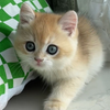 这么可爱的猫咪，谁不喜欢呢