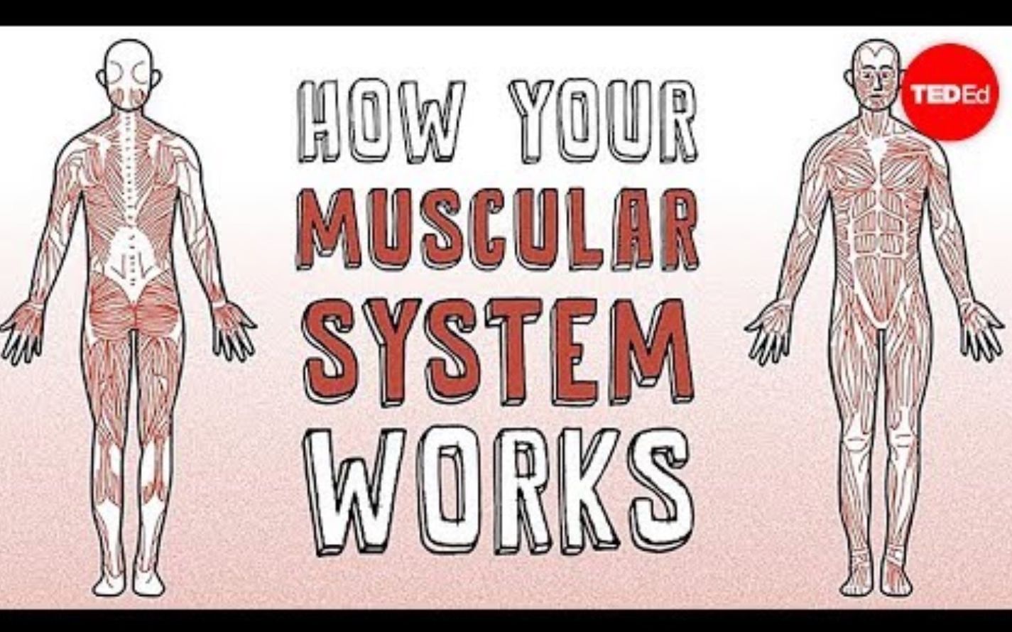 【Ted-ED】肌肉系统的运作原理 How Your Muscular System Works