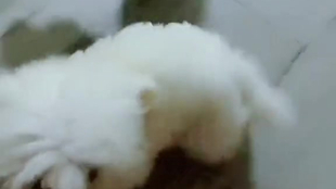 83e4d10cd6411ef984cf56a82bdebf9b0d65c8d4.png@310w_174h_1c_100q.jpg