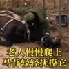 “盘点那些来报恩的动物 看到这一幕真的感动了