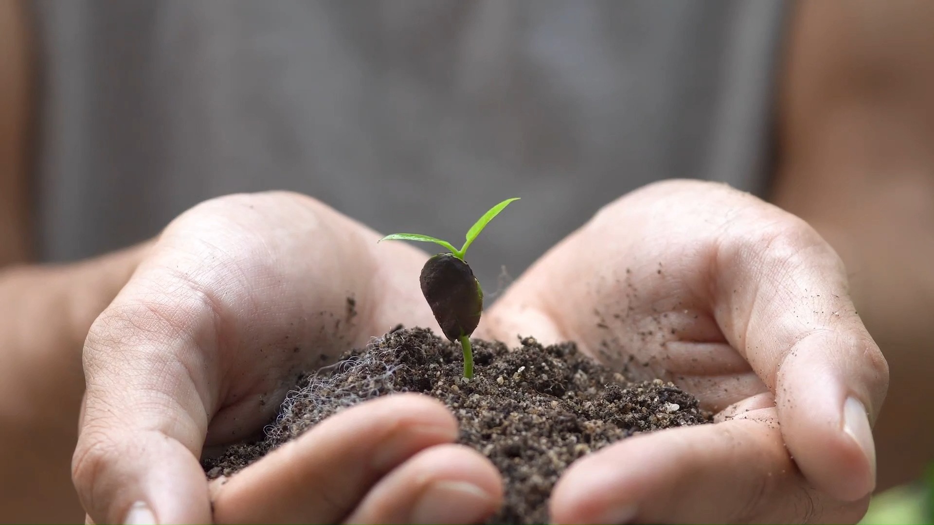 【空镜素材】】发芽