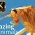 8K神奇动物  超高清视频 120 FPS  8K 电视