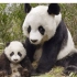 四川崇州：野生大熊猫母子多次同框