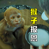男人养了一只猴子当亲儿子，没想到却改变了全家的命运