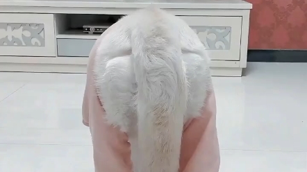 你今天开心嘛